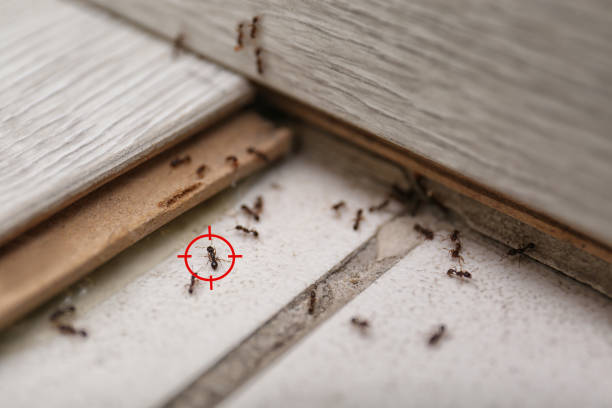 Reliable The Pinehills, MA Pest Control Solutions