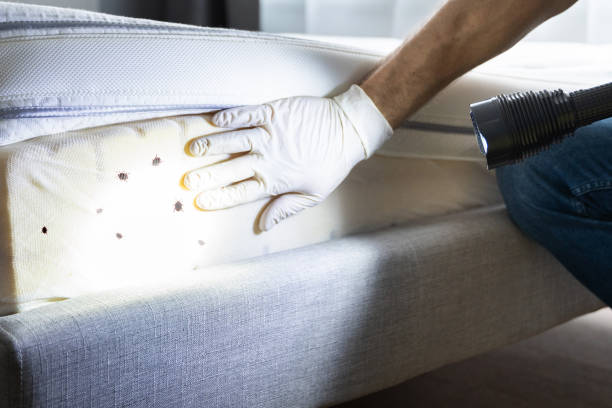 Best Wasp Removal Services  in The Pinehills, MA