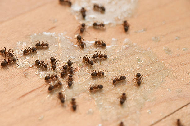Pest Control Cost in The Pinehills, MA