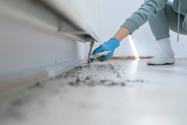 Best Bed Bug Extermination  in The Pinehills, MA